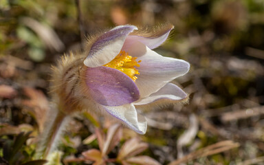  spring pasqueflower, lady of the snows