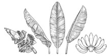 Banana Fruit Leaves And Blossom Hand Drawn Retro Illustration