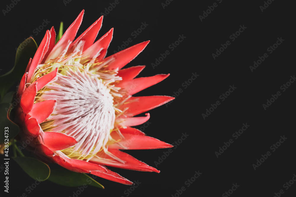Beautiful protea flower on dark background, closeup