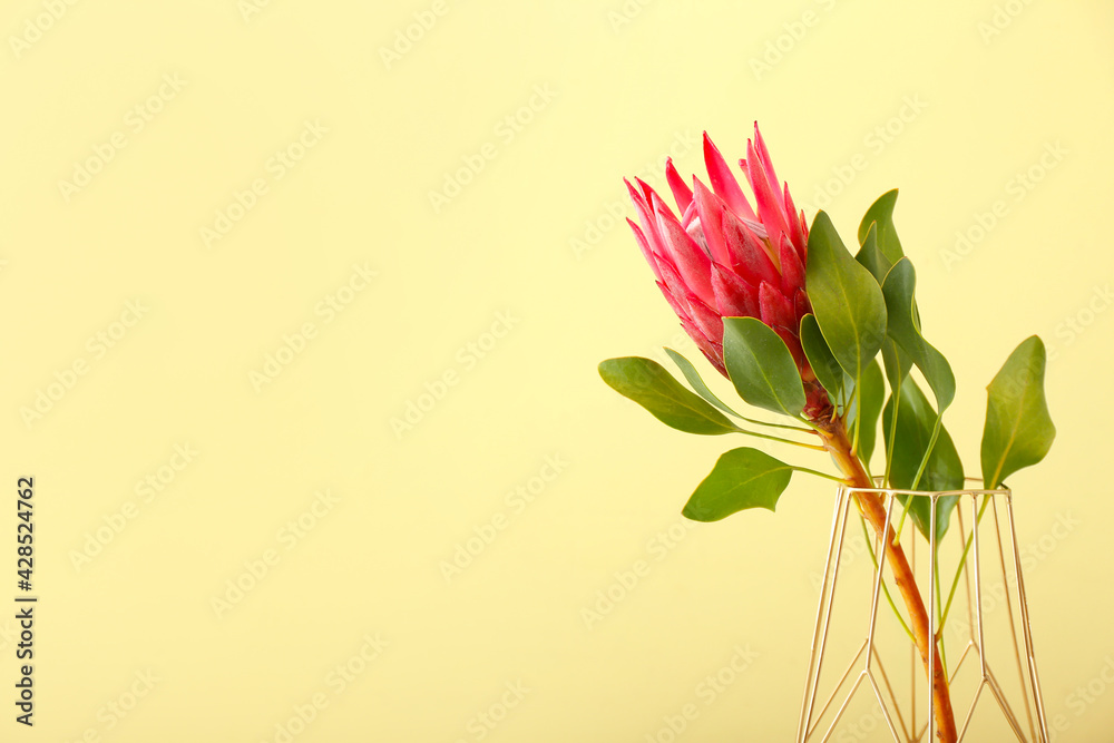 Vase with beautiful protea flower on color background