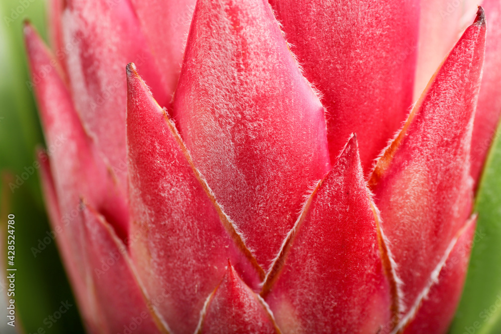 Beautiful protea flower as background, closeup