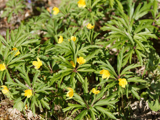 Sticker - Anemone ranunculoides | Fleurs d'anémone fausse-renoncule ou de Sylvie jaune aux feuilles palmatilobées vert moyen sous des ombelles de fleurs jaune d'or