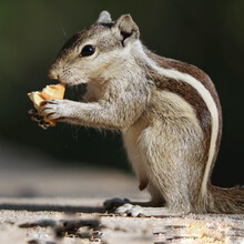 Selective Focus Shot Of An Adorable Grey Squirrel, Outdoors During Daylight