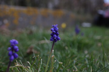 Wall Mural - Muscari, Grape Hyacinth blue flowers on sunny spring day