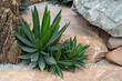 Green agave plant with pointed leaf and thorns in the rock garden that decorates with pebbles.