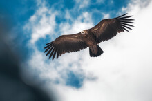 Black Vulture Flying Under Cloudy Sky