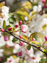 Malus Floribunda | Japanese Flowering Crabapple With Its Bright Pink Buds That Open To Fragrant White To Pale Pink Flowers Between A Green Foliage On Arching Branches
