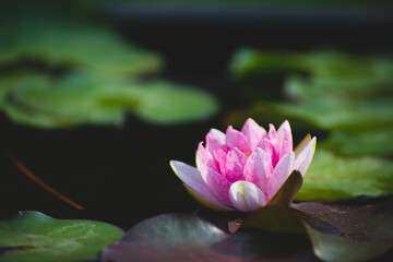 Wall Mural - pink lotus flower blossom or water lily blooming in pond with sunlight in garden outdoor nature.