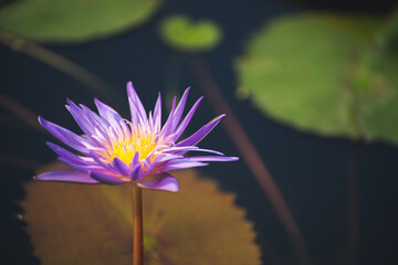 Wall Mural - violet lotus flower blossom or water lily blooming in pond with sunlight in garden outdoor nature.