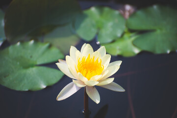 Wall Mural - yellow lotus flower blossom or water lily blooming in pond with sunlight in garden outdoor nature.
