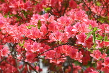 Pink Azalea Flower Blossoms Under The Strong Sun