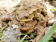 Close-up. Frog on the frog in natural scenery. Toad mating season. Pair of toads on the ground in amplexus. Bufo bufo - mating rituals, habits and behawior. Wooing of European common frogs. 