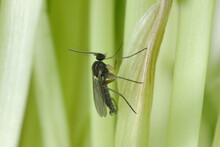 Adult Of Dark-winged Fungus Gnat, Sciaridae On The Soil. These Are Common Pests That Damage Plant Roots, Are Common Pests Of Ornamental Potted Plants In Homes