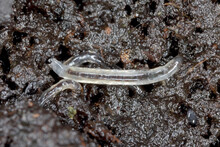 Larva Of Dark-winged Fungus Gnat, Sciaridae On The Soil. These Are Common Pests That Damage Plant Roots, Are Common Pests Of Ornamental Potted Plants In Homes