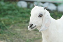Cute Female Baby Goat In The Farm House