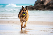 Selective Focus Of A German Shepherd Running On A Sandy Beach