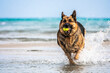 German shepherd running whilae playing ball on the beach
