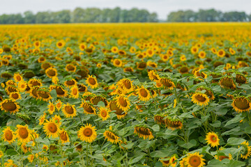 field of blooming sunflower against the background of deciduous forest and sky.