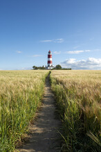 Way Leading To The Happisburgh Lighthouse Through The Scenic Field