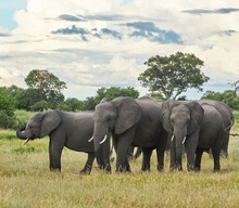 Shot Of A Herd Of Elephants Walking In A Safari On A Sunny Day