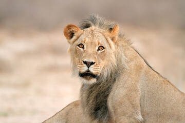 Wall Mural - portrait of a young male african lion (panthera leo), kalahari desert, south africa.