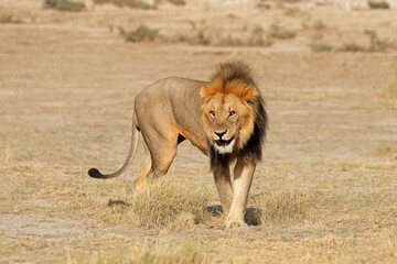 Wall Mural - Big male African lion (Panthera leo) in natural habitat, Etosha National Park, Namibia.