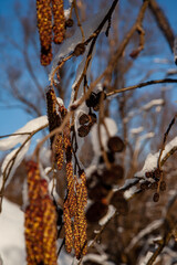 Wall Mural - Snow and plants