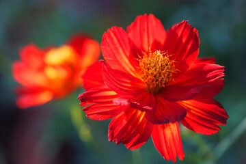 Wall Mural - blooming orange cosmos flower