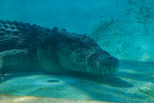 Large Crocodile In A Blue Lake Sydney NSW Australia
