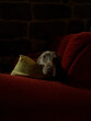 © Alex Sobrino - Weimaraner dog in a red couch in a dark environment