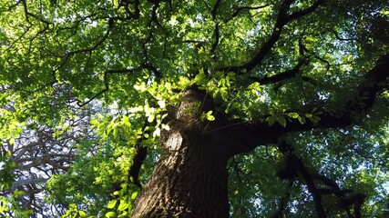 Wall Mural - Top view of scenic trees in a forest. Crowns of trees with bright afternoon sun and rays. looking up to the trees