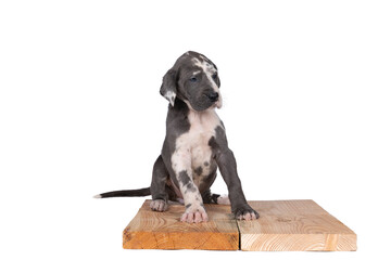 Wall Mural - A puppy of the Great Dane or German Dog, largest dog breed in the world, Harlequin fur, white with black spots, sitting isolated in white