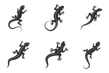 Lizard Chameleon, Gecko Logo Or Icon Vector Design Template