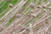 Tan-coloured Dried Flower Seed Heads On A Vivid Grassy Background 