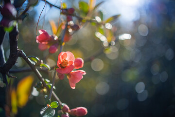  Wonderful blooming rose bush on a blurred lush background. Flowering rose hips against bokeh garden foliage. Soft springtime romantic floral card template. Relax, peaceful spring nature flowers sunset