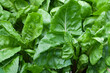 immature radicchio or chicory leaves at an early stage of their growth - salad greens