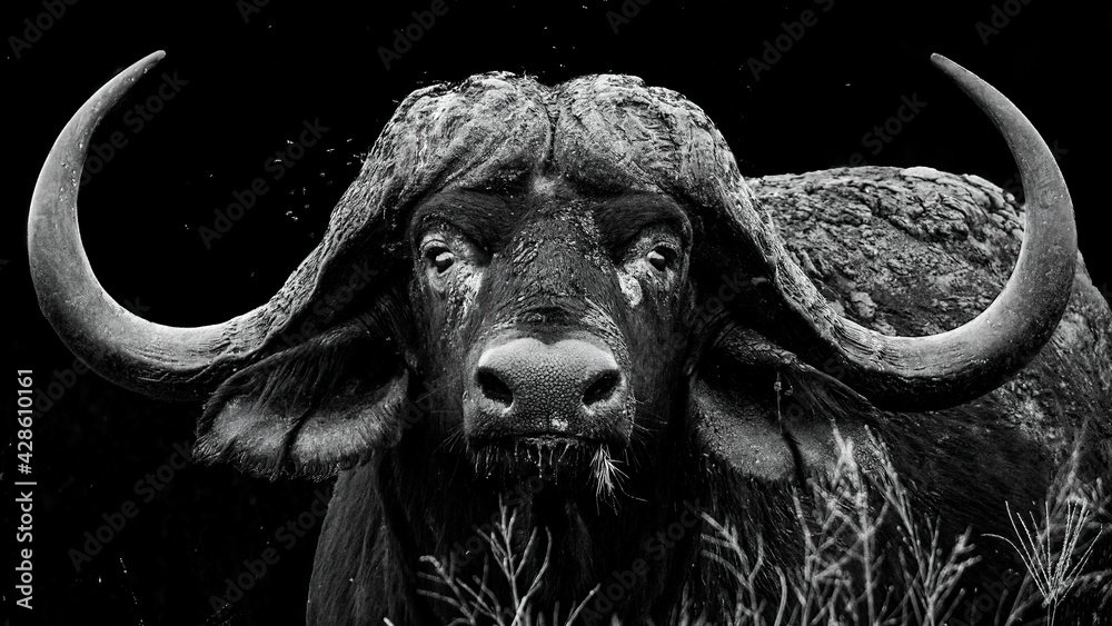 Monochrome portrait of a large African buffalo bull with impressive horns - obrazy, fototapety, plakaty 