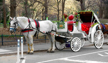 Horse-Drawn Carriage With White Horse In Central Park In Spring Sunny Day. New York City
