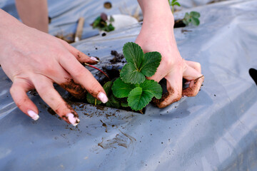 Wall Mural - Female hands plant a young strawberry bush in the garden bed. Planting strawberries on the farm.