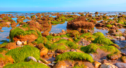 Canvas Print - Calm sea wave over green moss at Mediterranean sea