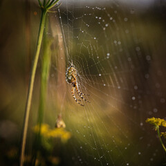 spider on net