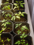 Fototapeta  - Seedling sprouts of young tomatoes in pots. Gardening concept.