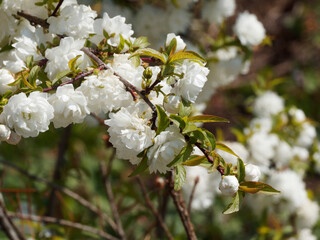 Poster - (Prunus glandulosa) Magnifique floraison printanière blanche du cerisier ornemental 'Alba Plena' ou amandier du Japon à fleurs doubles en forme des pompons chiffonnés blanc pur 