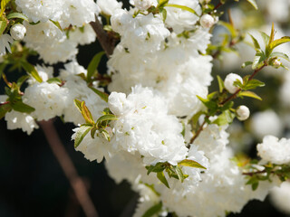 Canvas Print - Prunus glandulosa | Cerisier cultivar 'Alba Plena' aux fleurs doubles et rondes en forme de pompons blanc pur dans un feuillage oval, étroit à peine denté de couleur vert clair