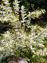 Poster - Cerisier ornemental 'Alba Plena', petit arbuste port arrondi aux branches couvertes de grappes de fleurs rondes et doubles en forme de pompons blanc pur