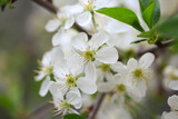 Fototapeta Lawenda - Flowering cherry against a blue sky. Cherry blossoms. Spring background.