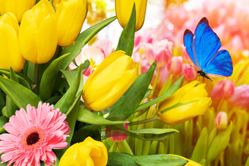 Canvas Print - tulip garden with a sitting blue butterfly. Spring postcard with flowers and moth