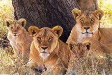 Portrait Of Sitting Lionesses With Their Cubs Looking At The Camera