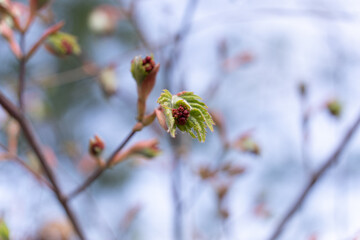 Canvas Print - The image inside the bud looks like a red flower piled on green leaves.