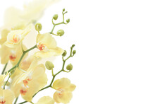 Yellow Orchids Isolated  On White Background